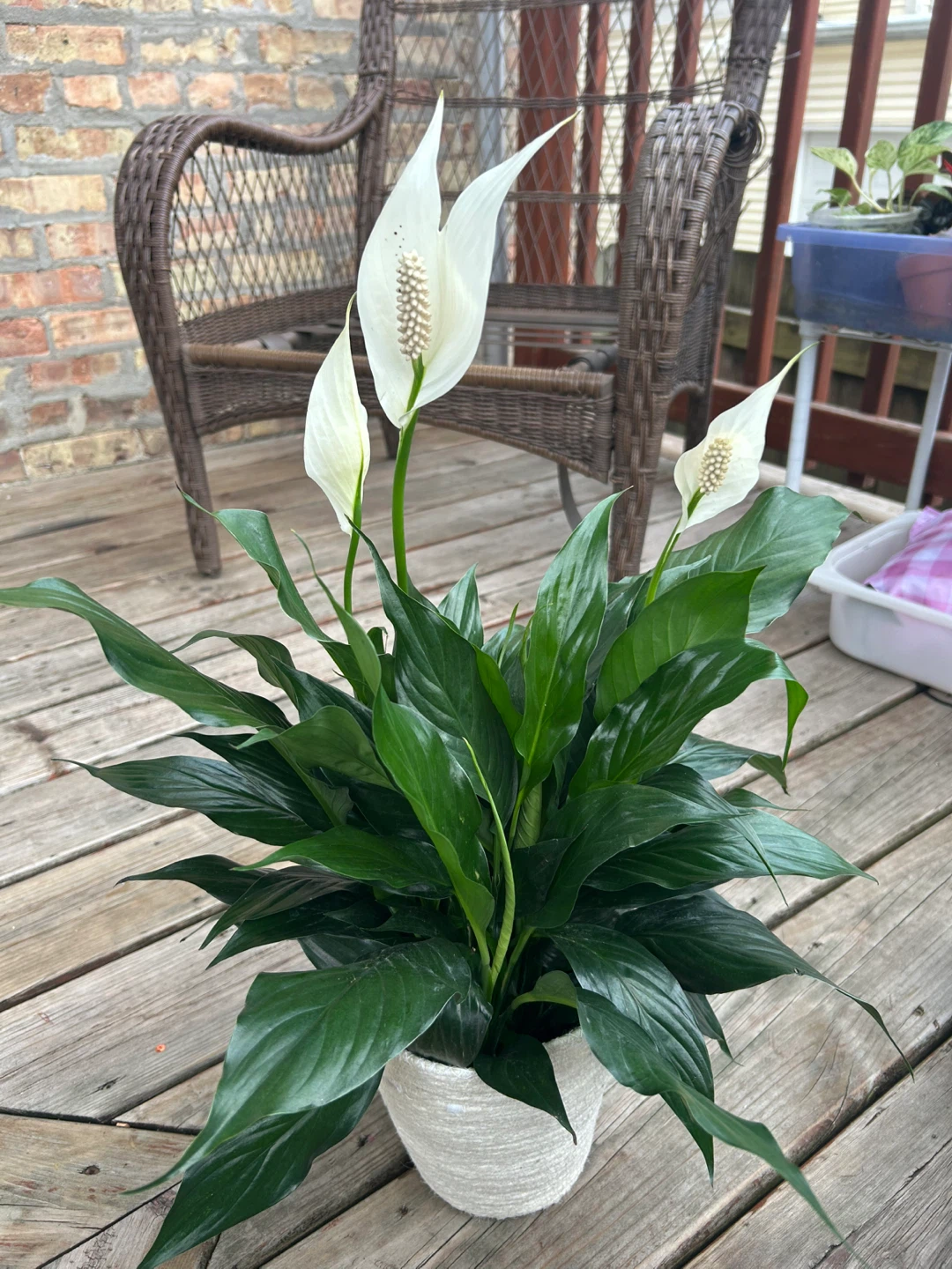 Peace Lily Plant - photo 2