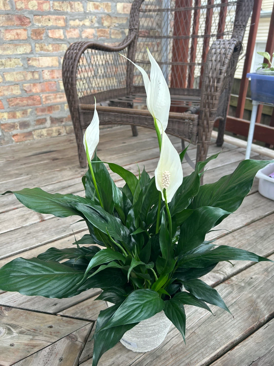 Peace Lily Plant