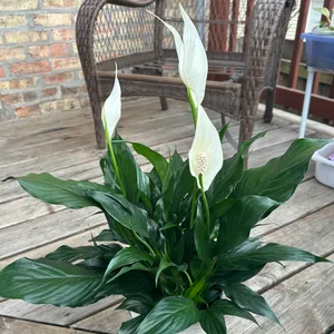 Peace Lily Plant