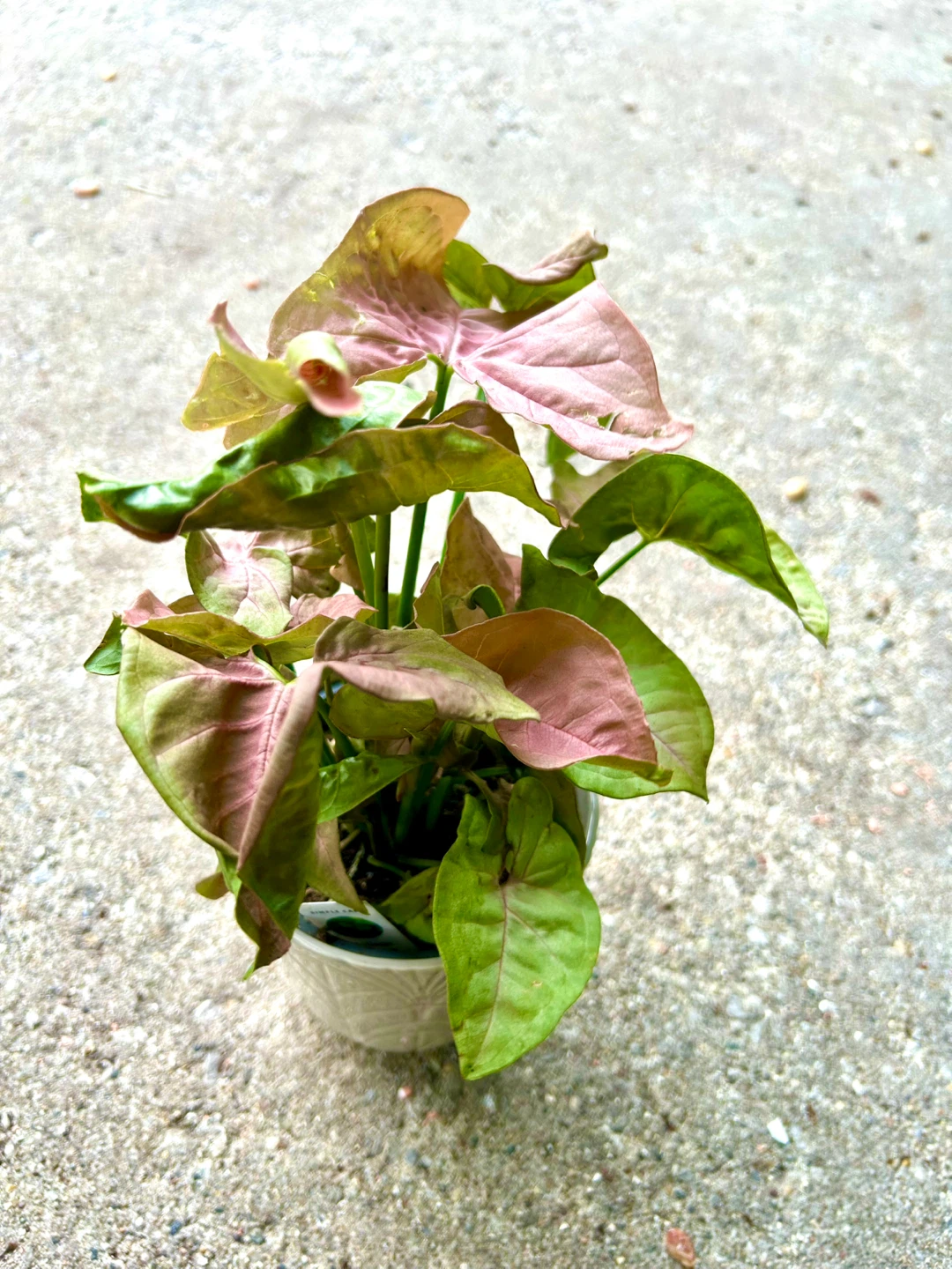 Syngonium Plant - photo 2