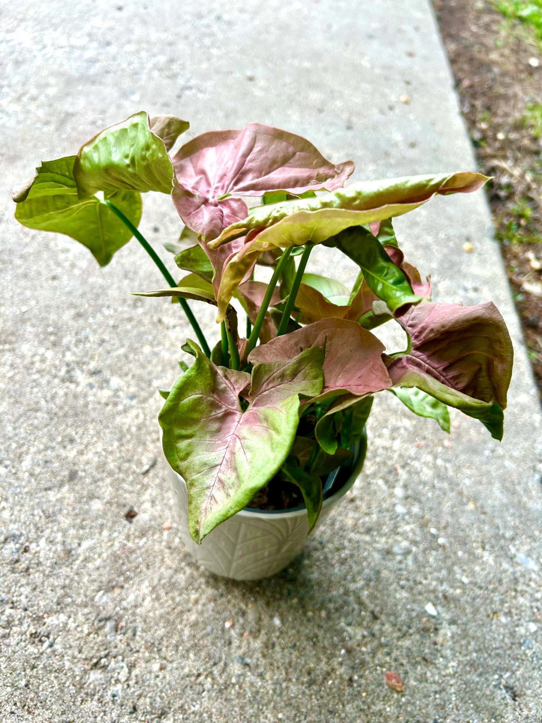 Syngonium Plant