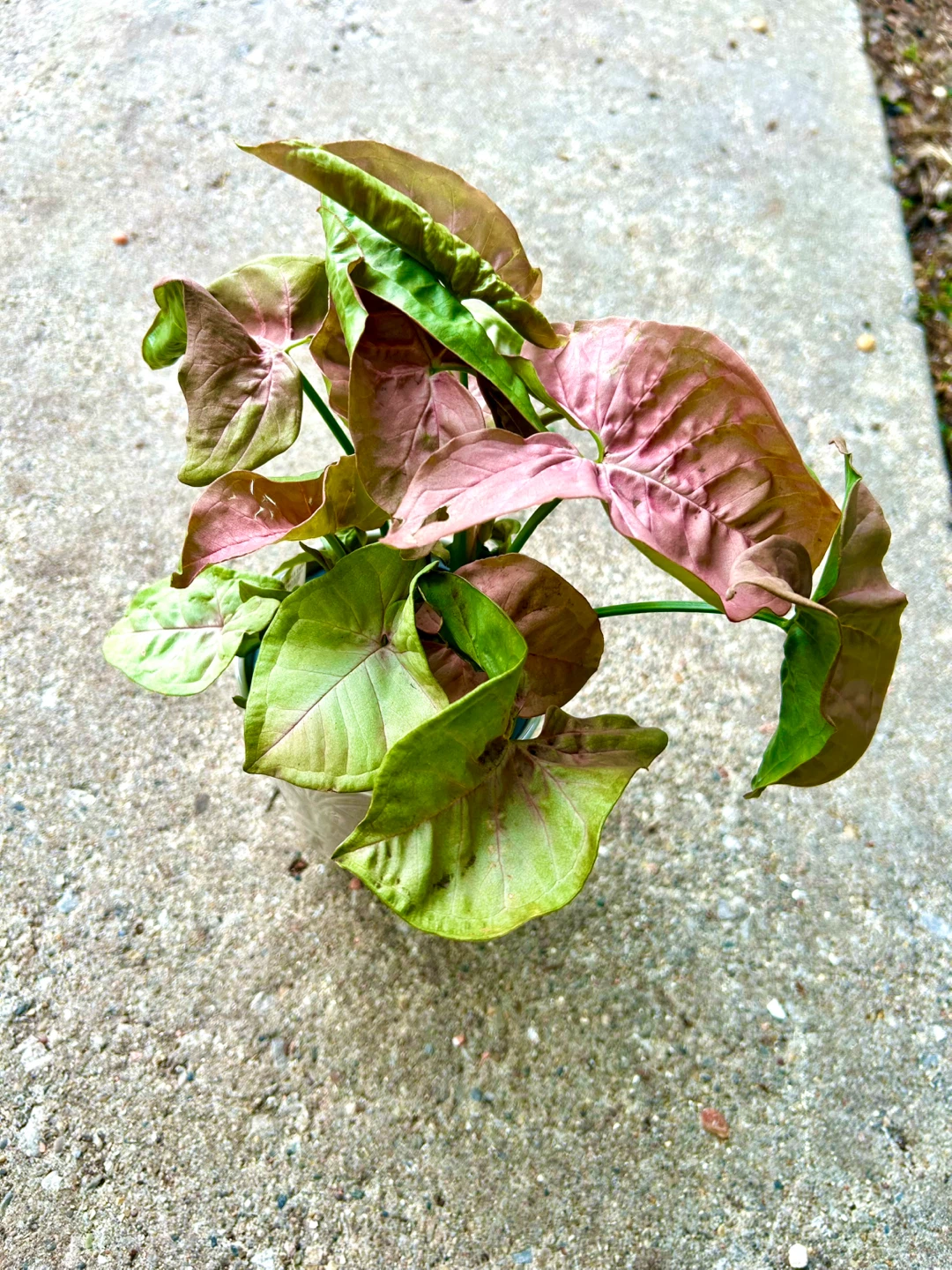 Syngonium Plant - photo 3