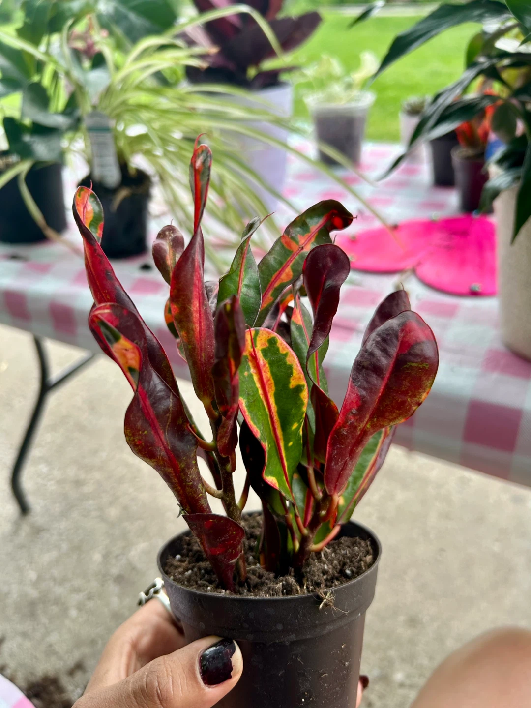 Croton Plant - photo 3