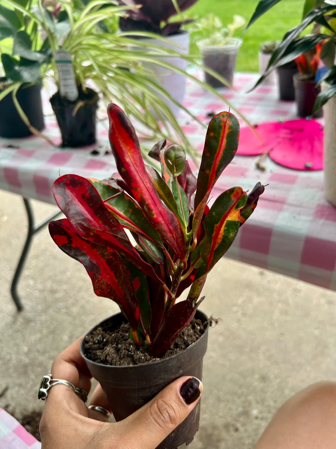 Croton Plant - photo 2