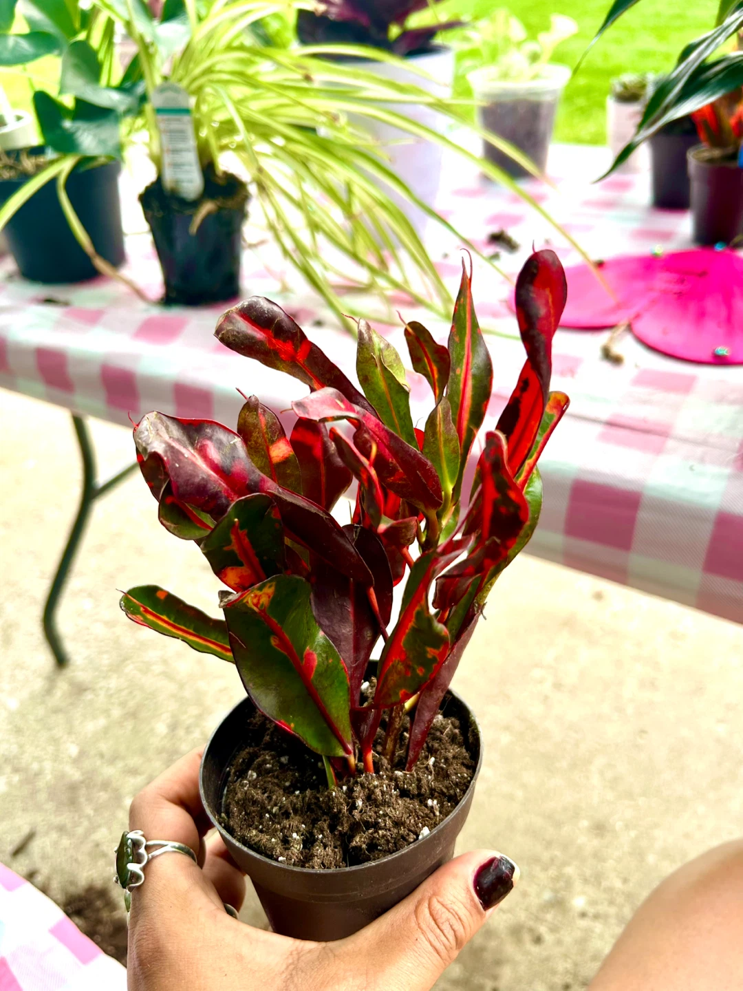 Croton Plant
