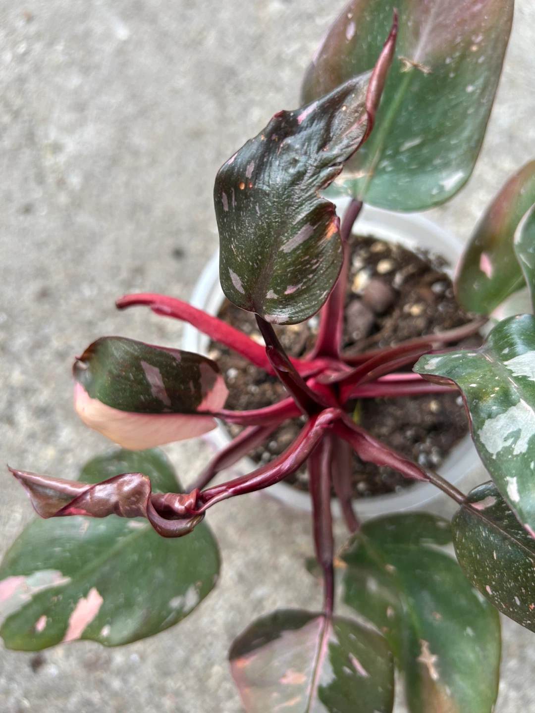 Philodendron Pink Princess Plant
