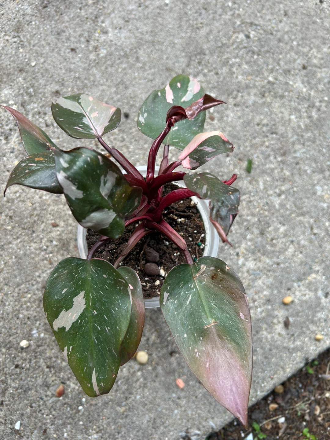 Philodendron Pink Princess Plant - photo 4