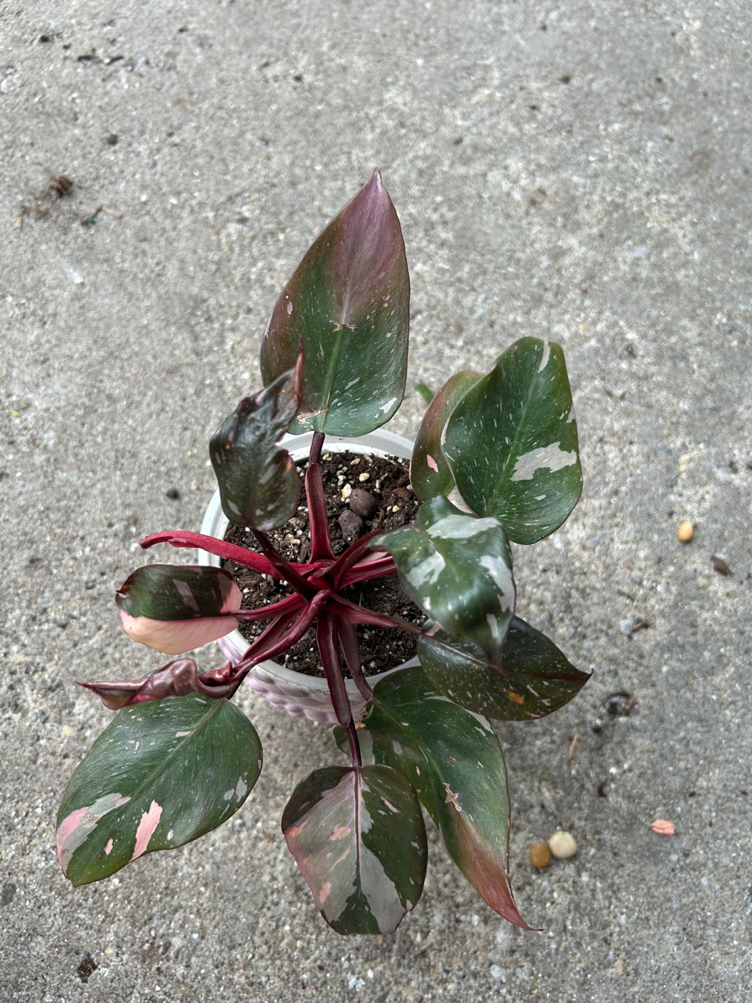 Philodendron Pink Princess Plant - photo 3