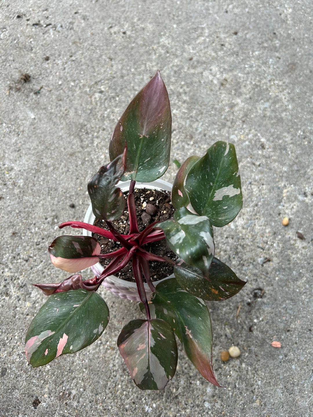 Philodendron Pink Princess Plant - photo 2