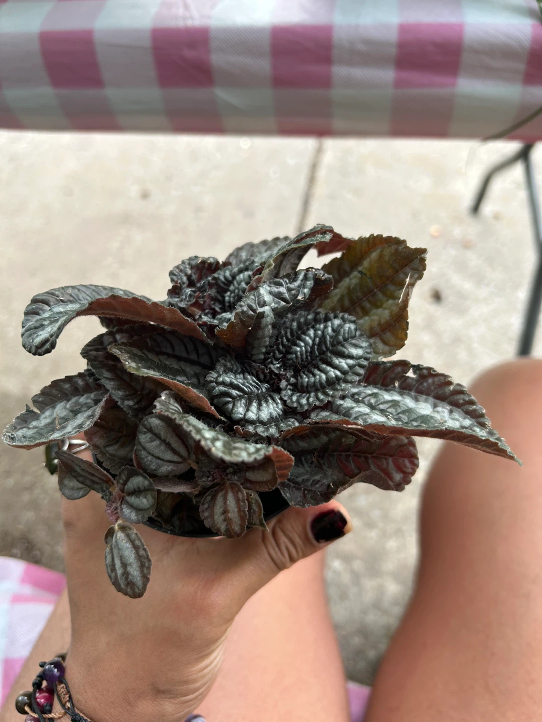 Pilea Plant - photo 3