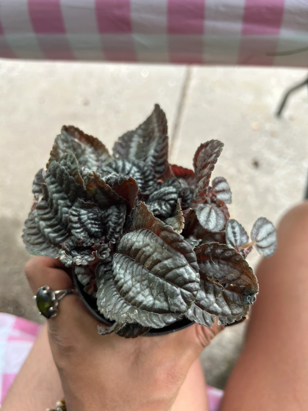 Pilea Plant