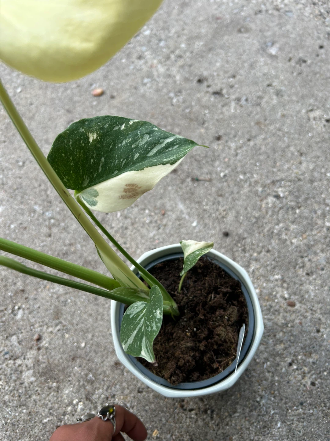 Variegated Monstera Thai Constellation Plant - photo 5