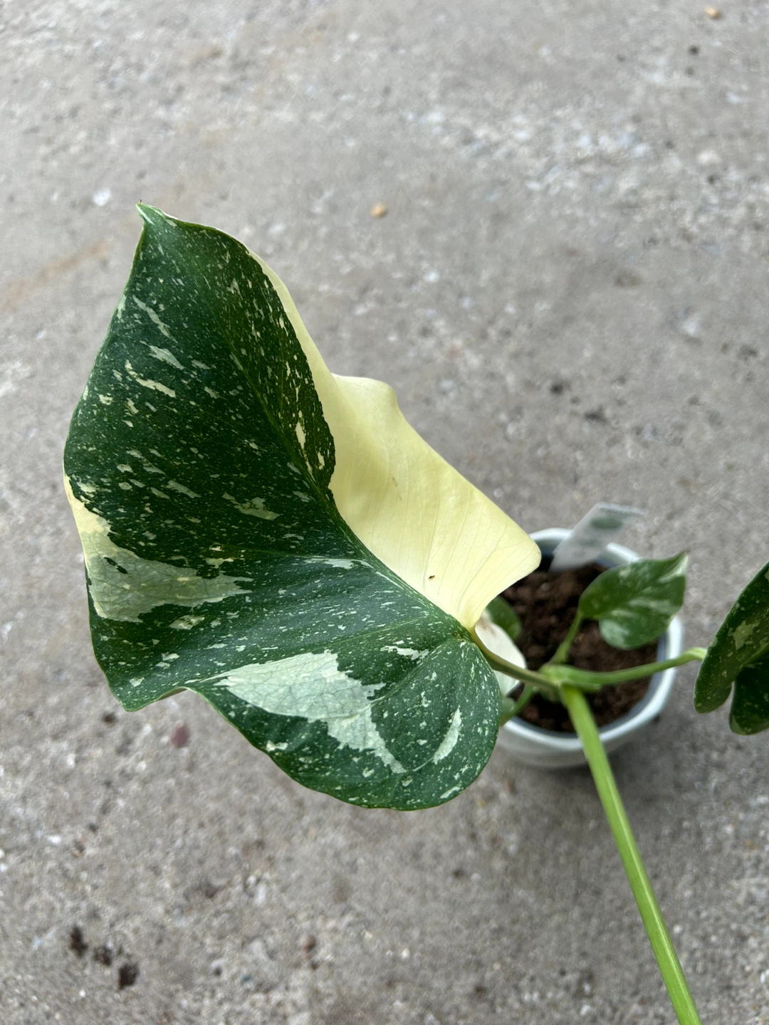 Variegated Monstera Thai Constellation Plant - photo 2