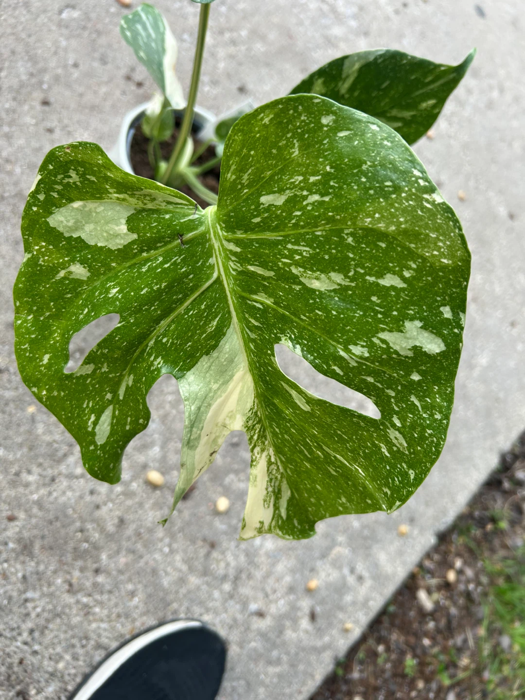 Variegated Monstera Thai Constellation Plant - photo 4