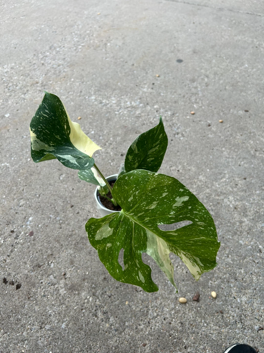 Variegated Monstera Thai Constellation Plant - photo 3