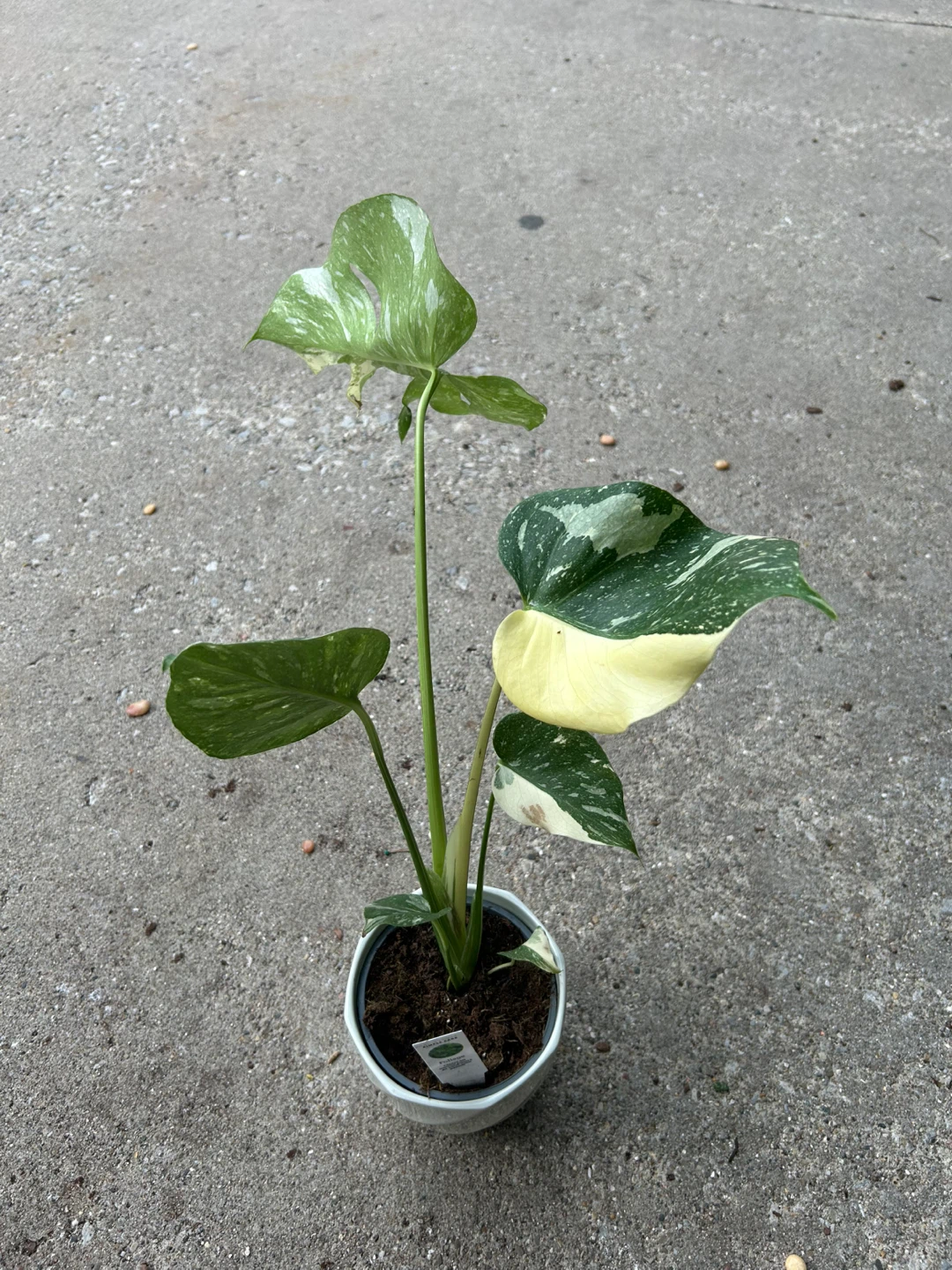 Variegated Monstera Thai Constellation Plant