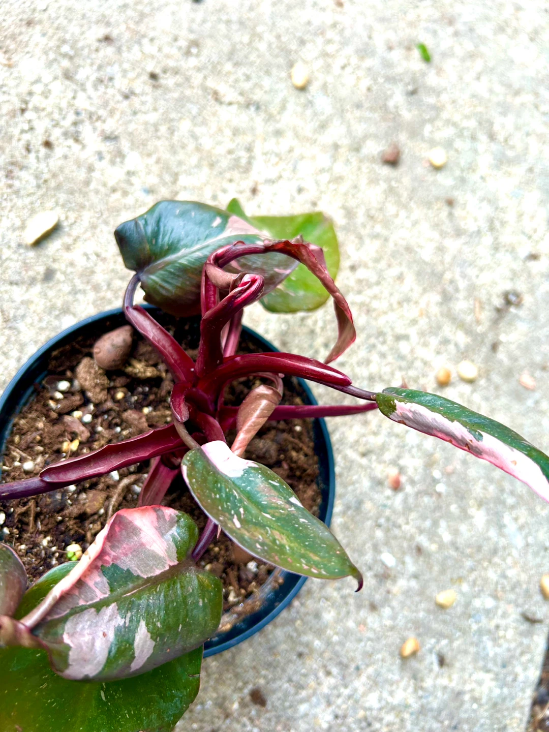 Philodendron Pink Princess Plant - photo 3