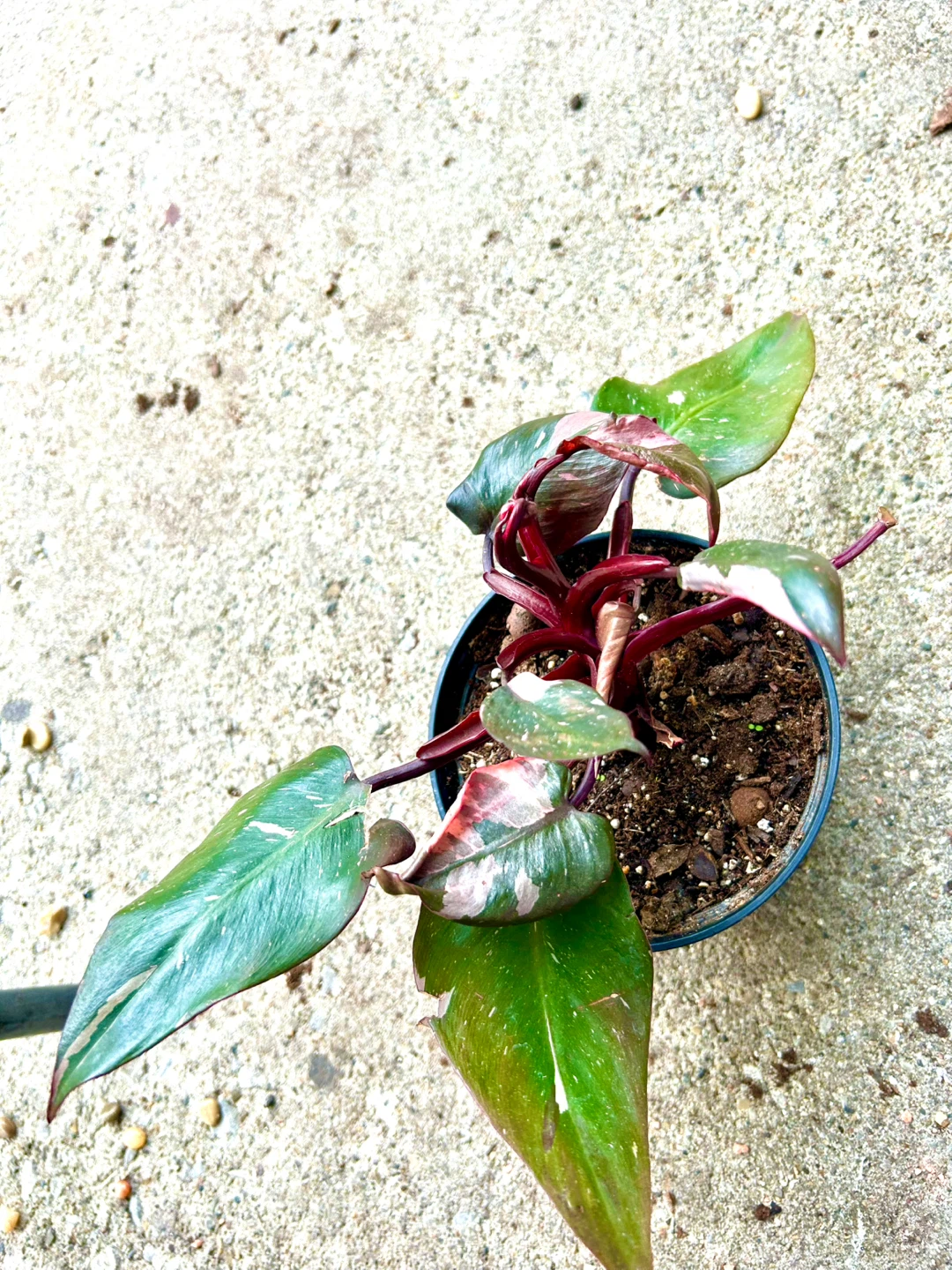 Philodendron Pink Princess Plant - photo 2