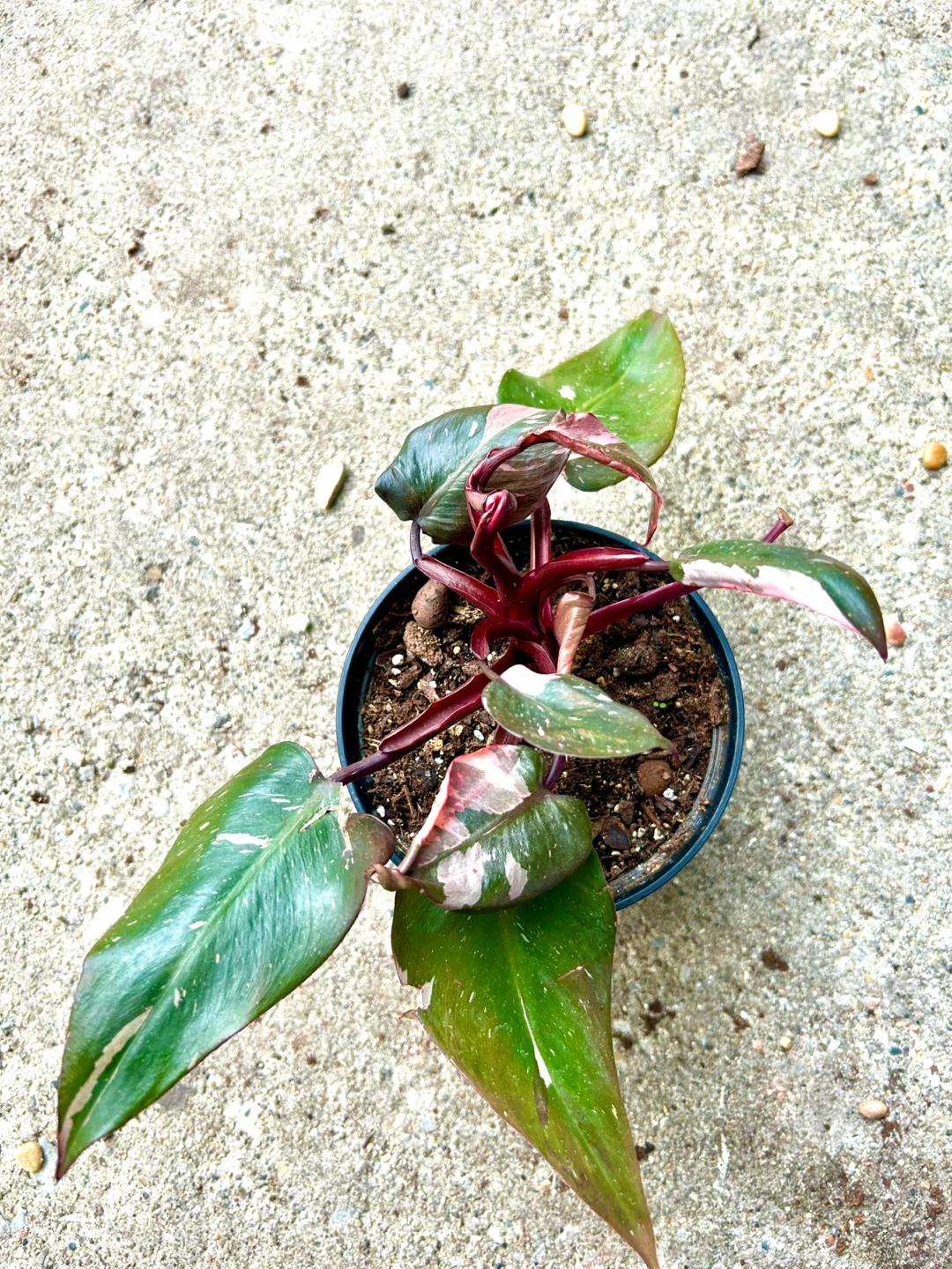 Philodendron Pink Princess Plant