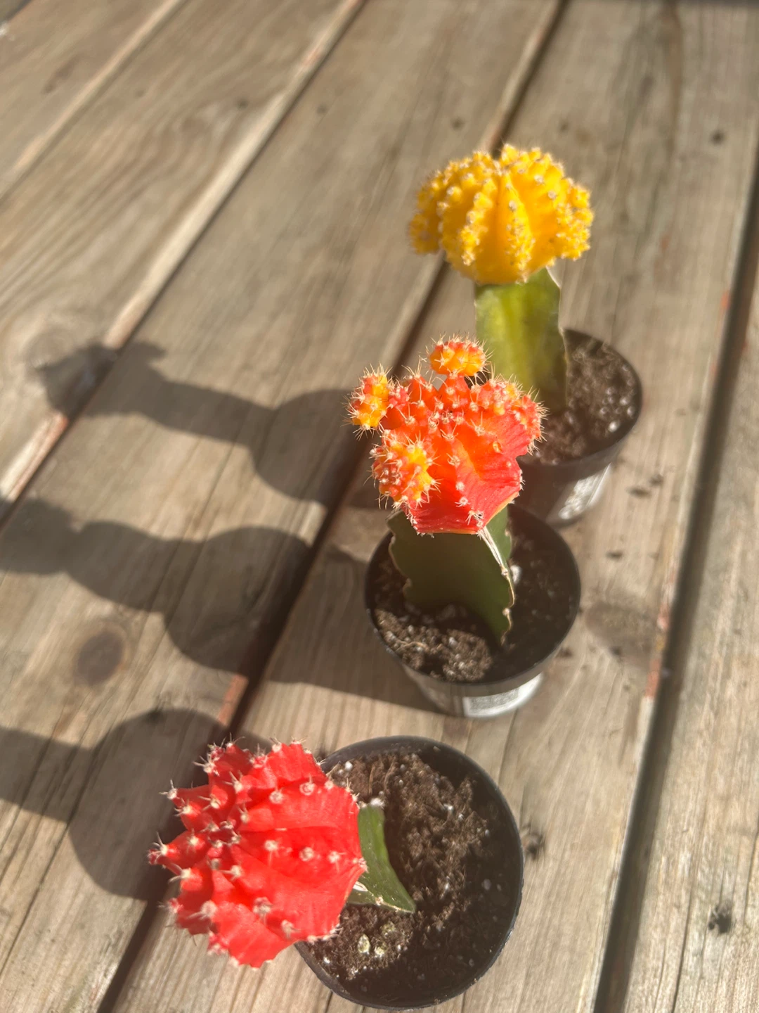 3 Moon Cactus Plants - Red, Orange, Yellow - photo 3