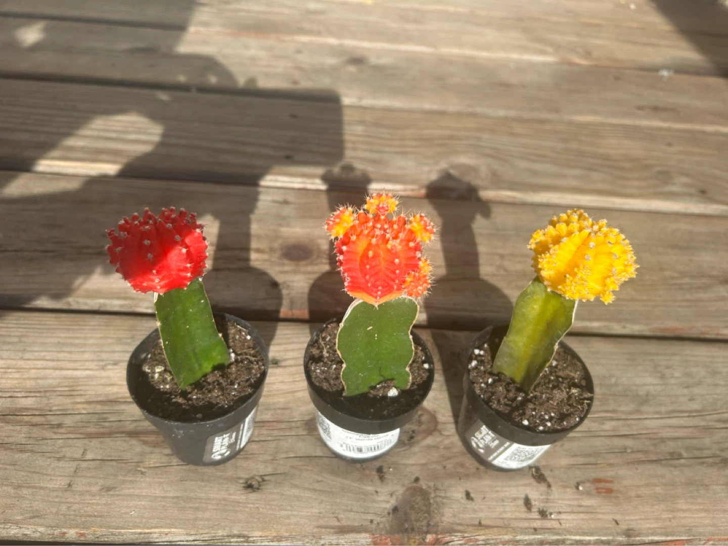 3 Moon Cactus Plants - Red, Orange, Yellow - photo 2