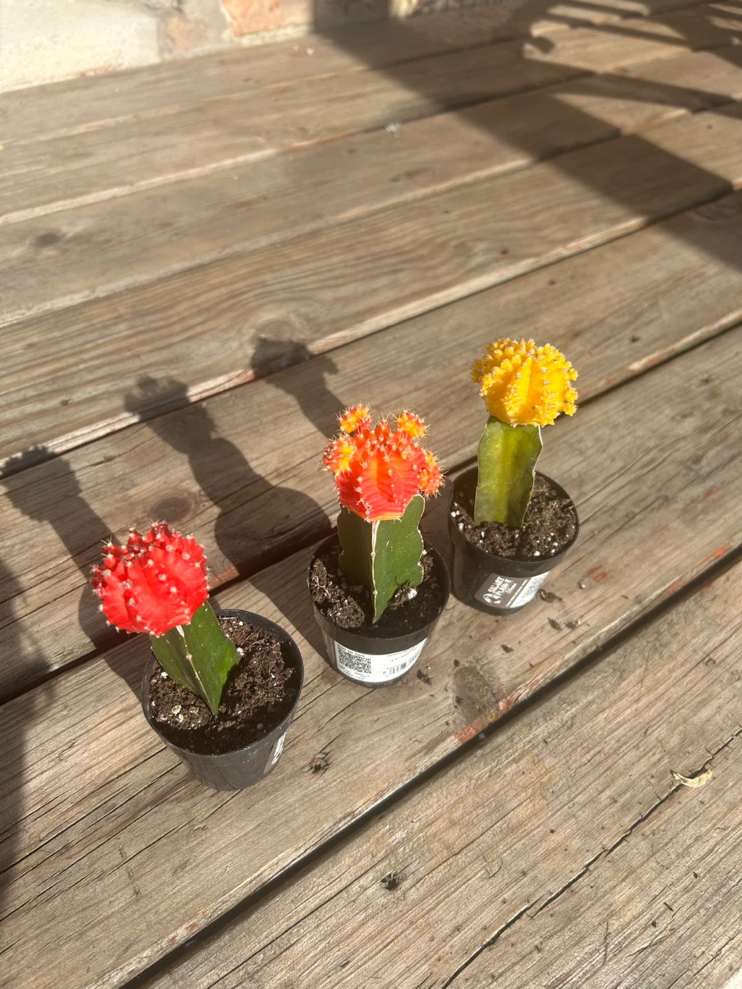 3 Moon Cactus Plants - Red, Orange, Yellow