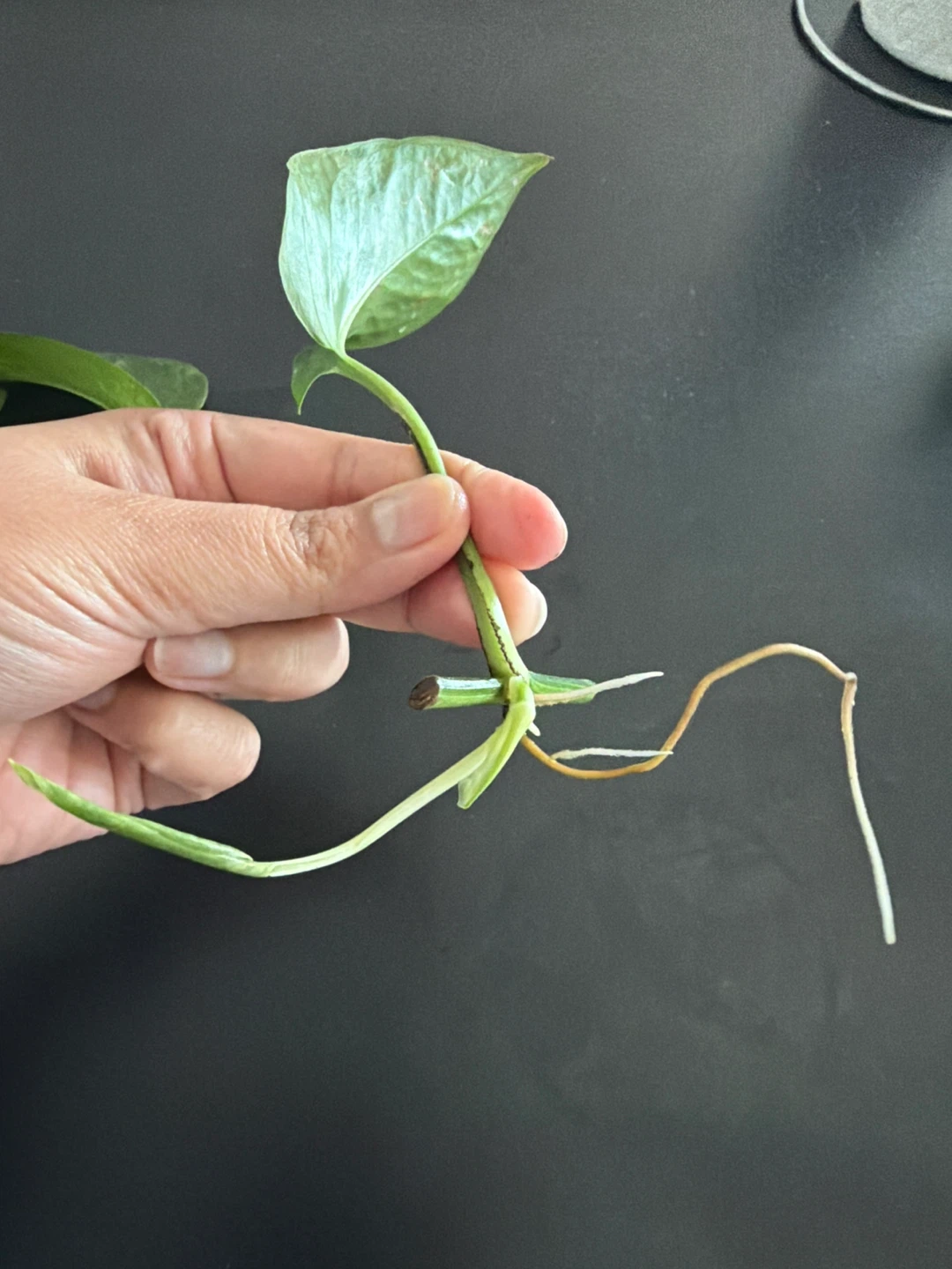 Pothos Cuttings with Roots - photo 2