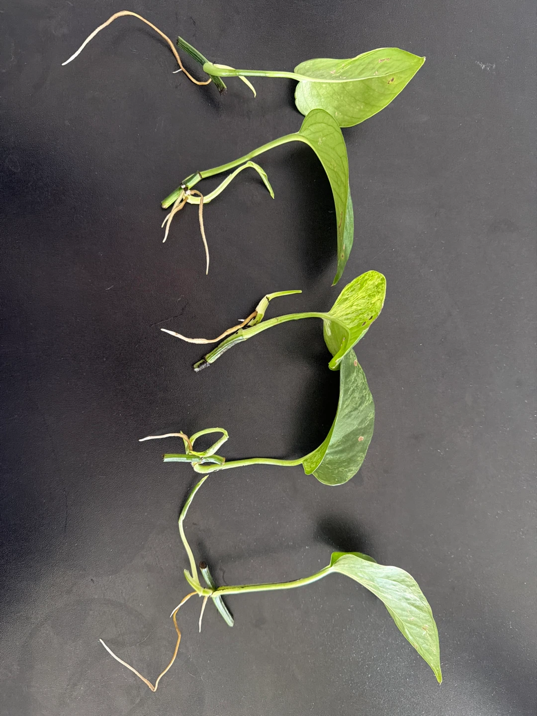 Pothos Cuttings with Roots