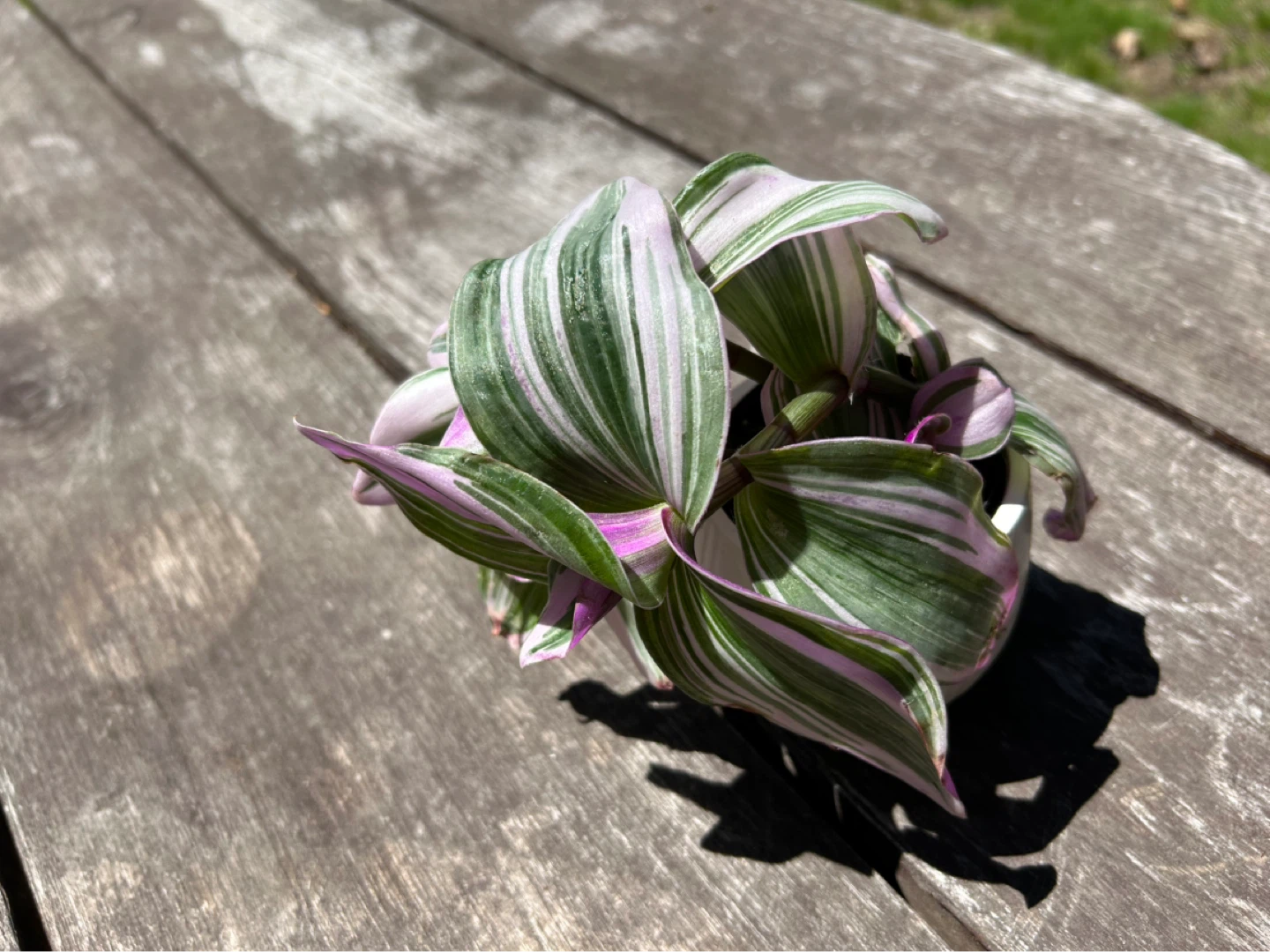 Tradescantia Nanouk plant