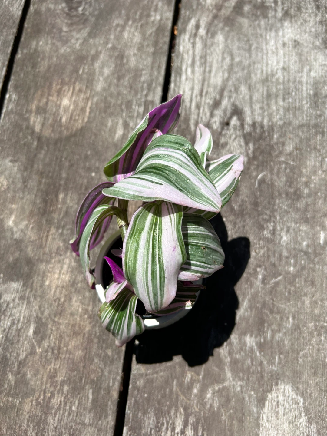 Tradescantia Nanouk plant - photo 3