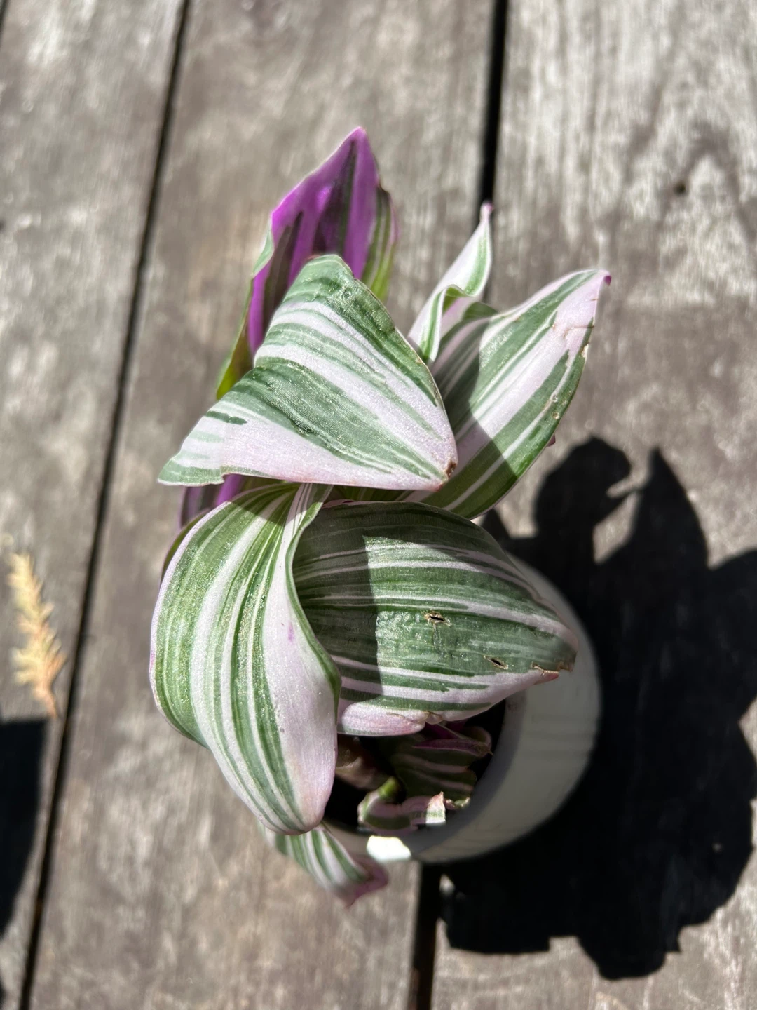 Tradescantia Nanouk plant - photo 2