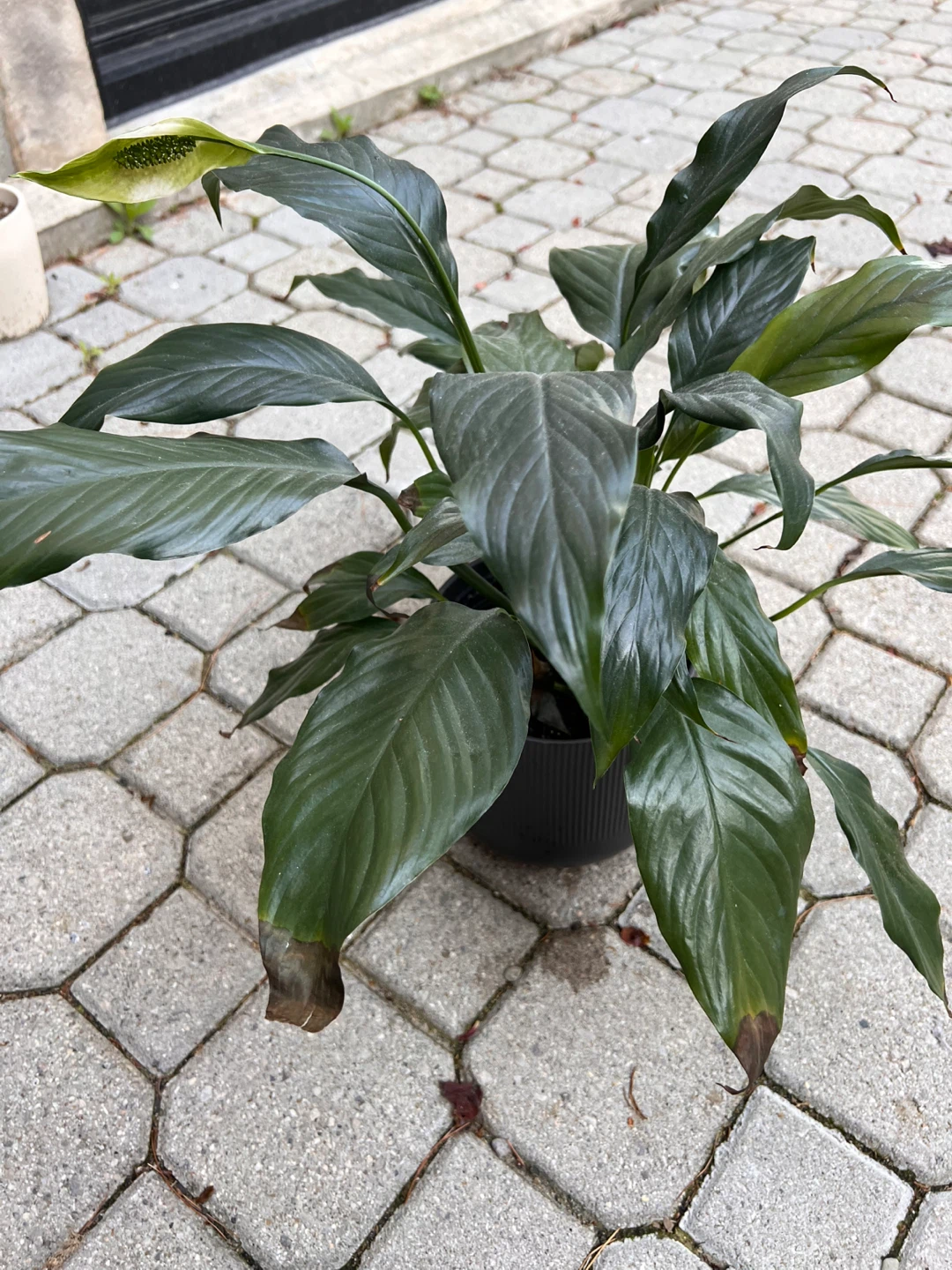 3 x Peace Lily Indoor Plants including pots - photo 4