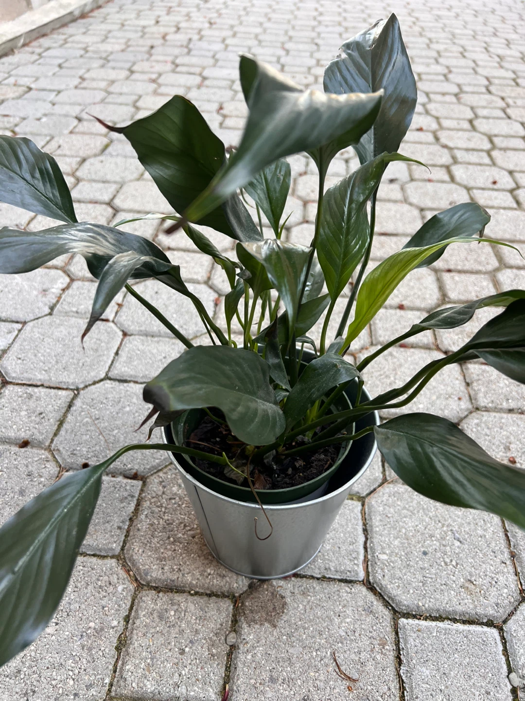 3 x Peace Lily Indoor Plants including pots - photo 5
