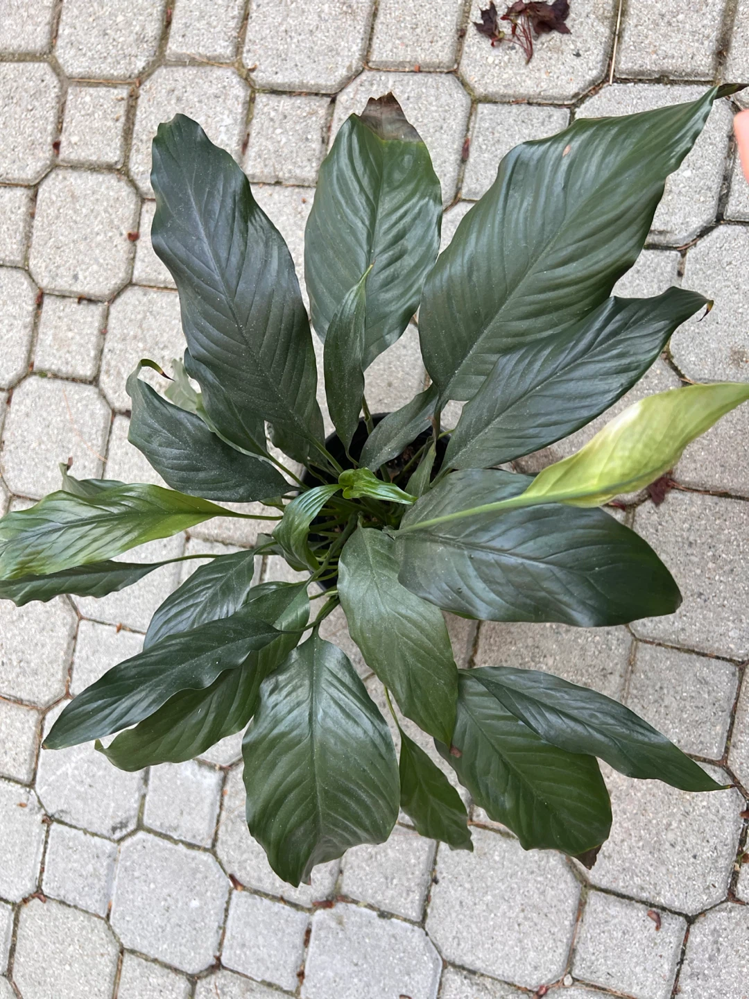 3 x Peace Lily Indoor Plants including pots - photo 3