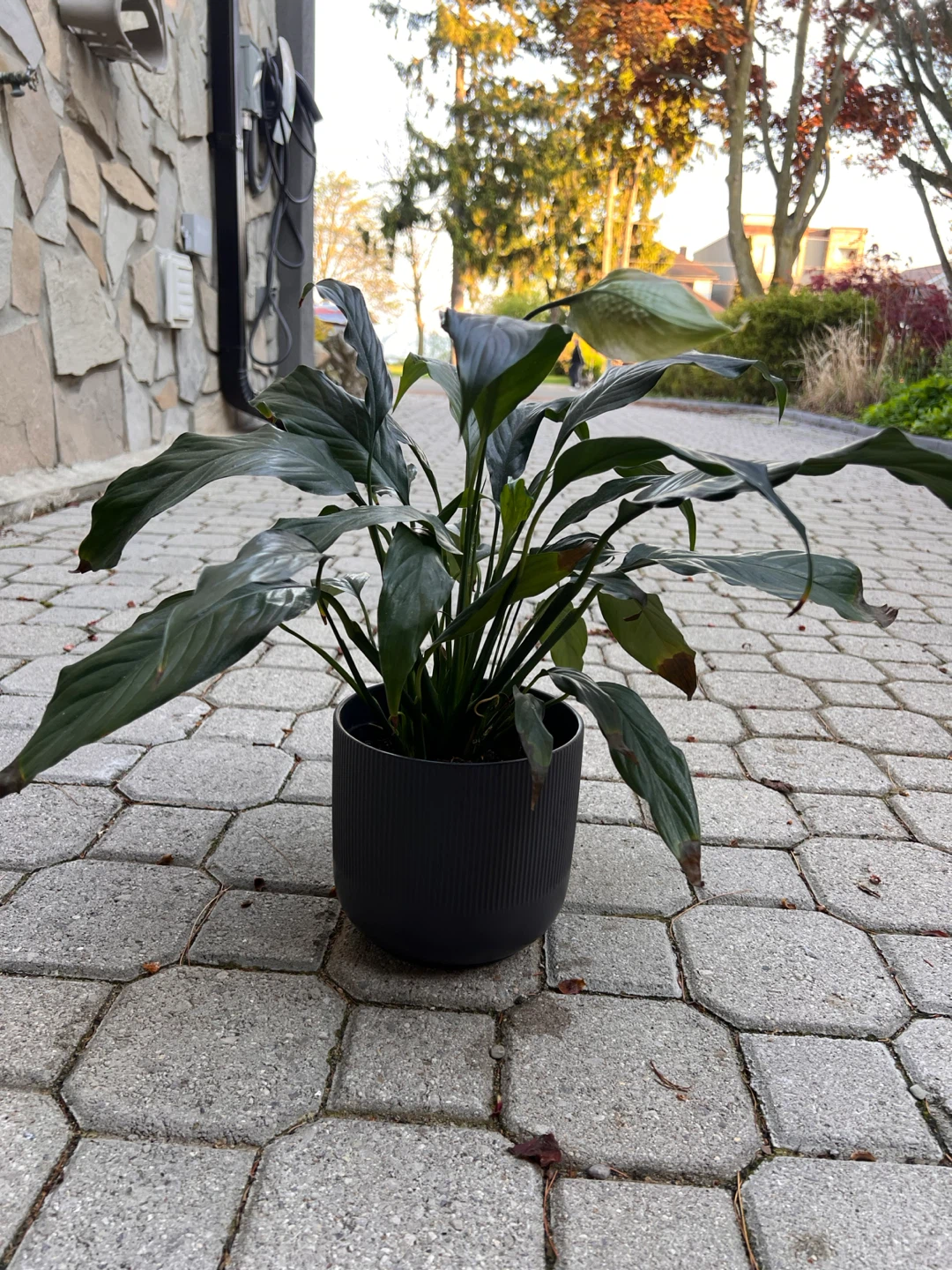 3 x Peace Lily Indoor Plants including pots - photo 2