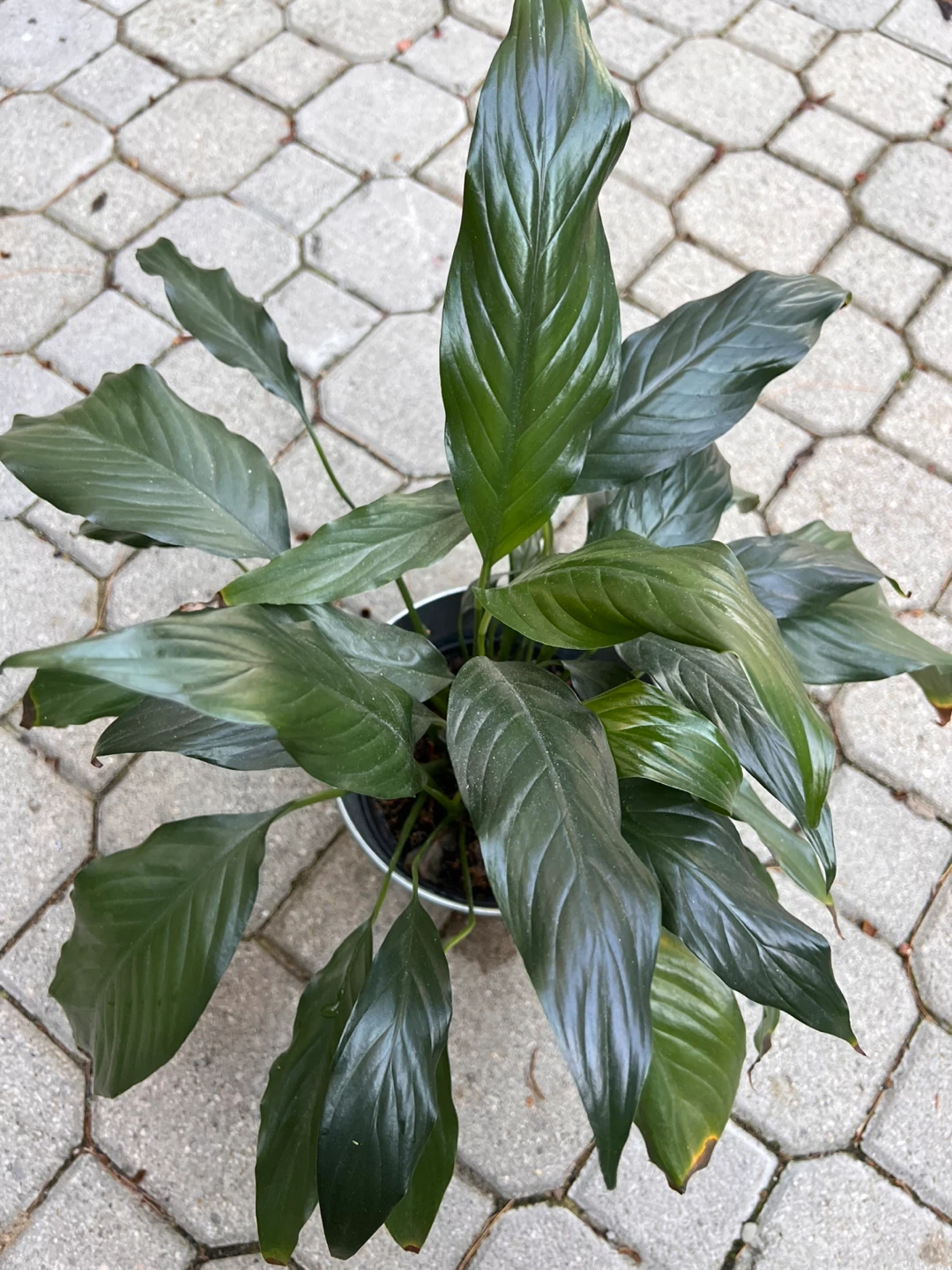 3 x Peace Lily Indoor Plants including pots