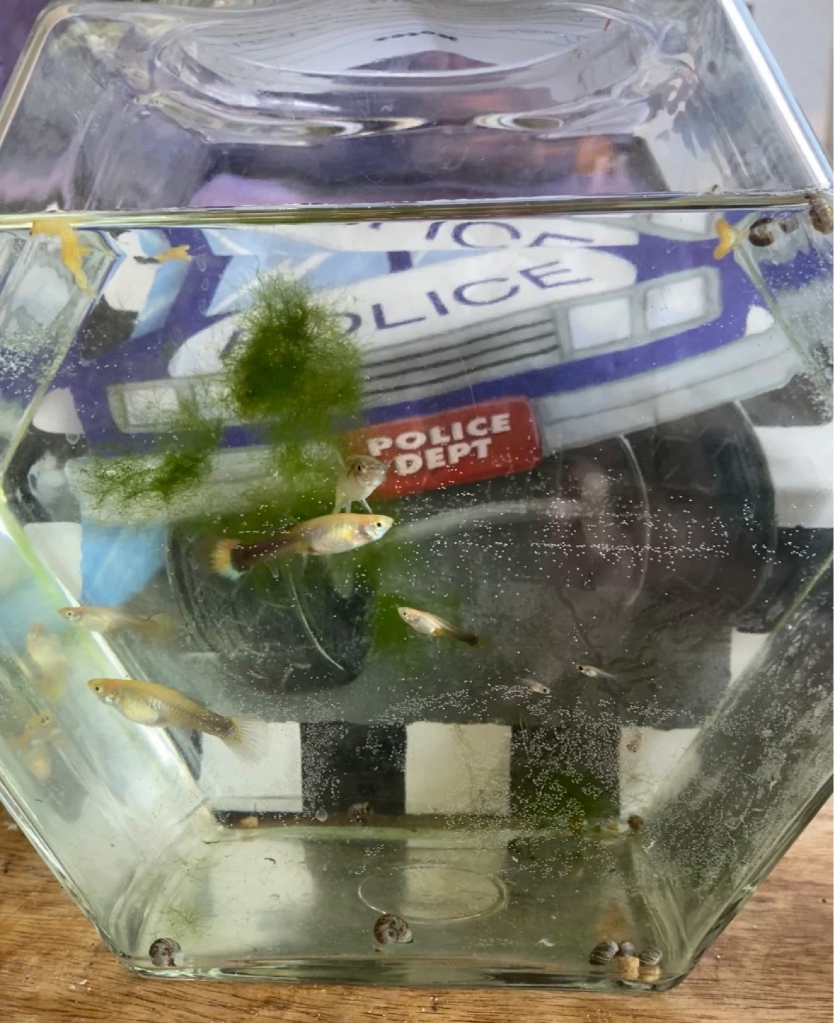 Guppy Fish and Snails in Hexagonal Tank