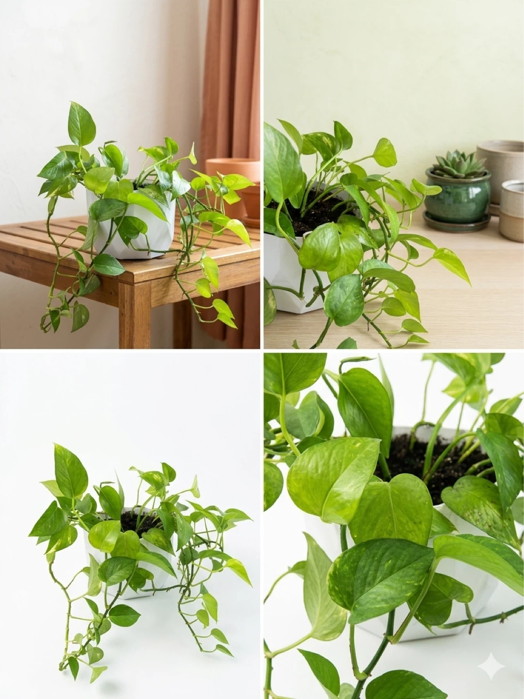 Pothos Plant in White Planter