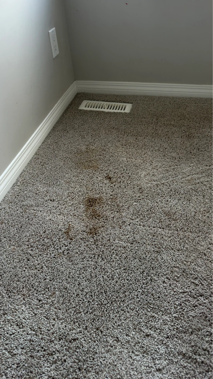 Refresh your sofa and carpet - photo 3