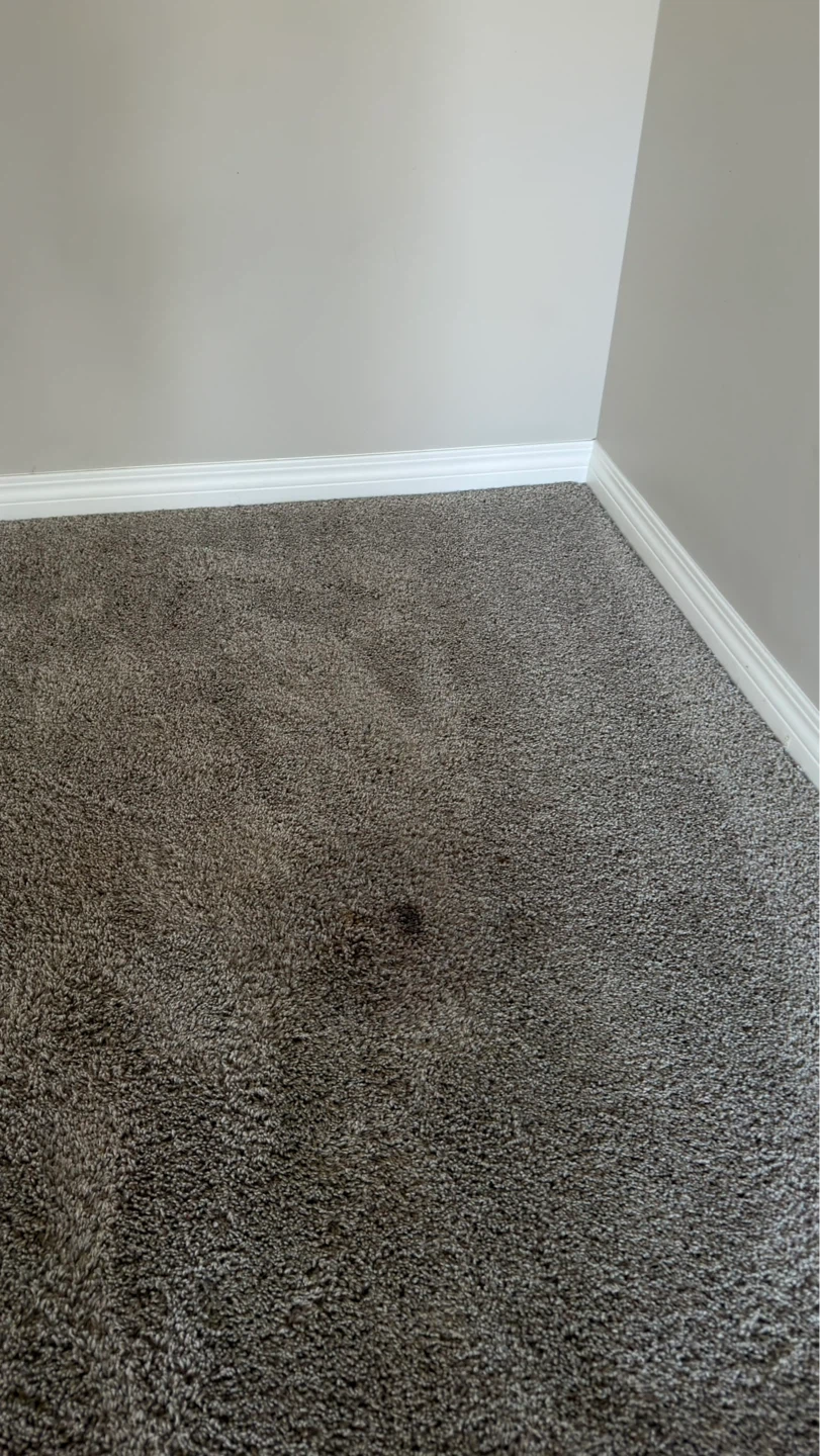 Refresh your sofa and carpet - photo 4