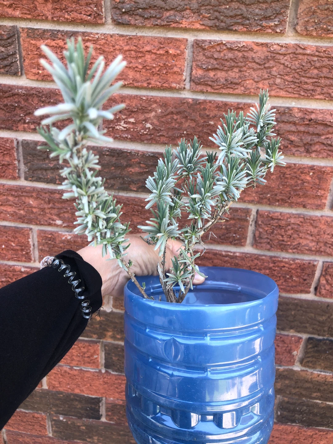 Lavender plants + other perennials