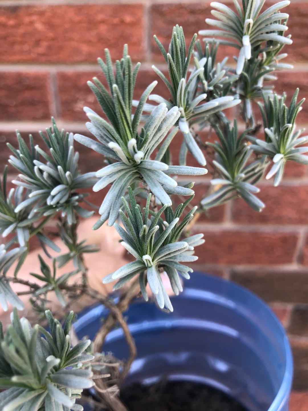 Lavender plants + other perennials - photo 2