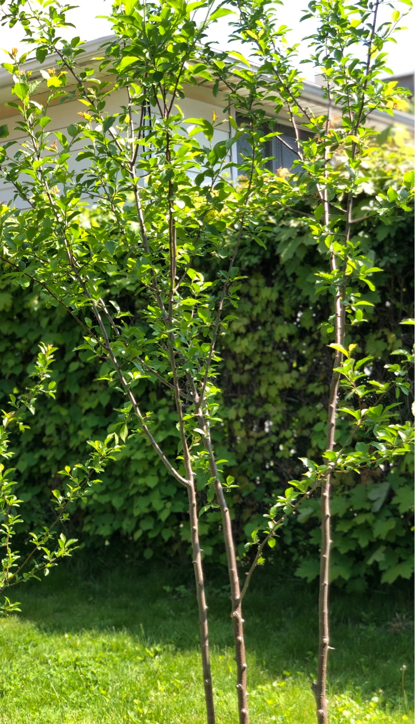 Big Italian plum trees - photo 4
