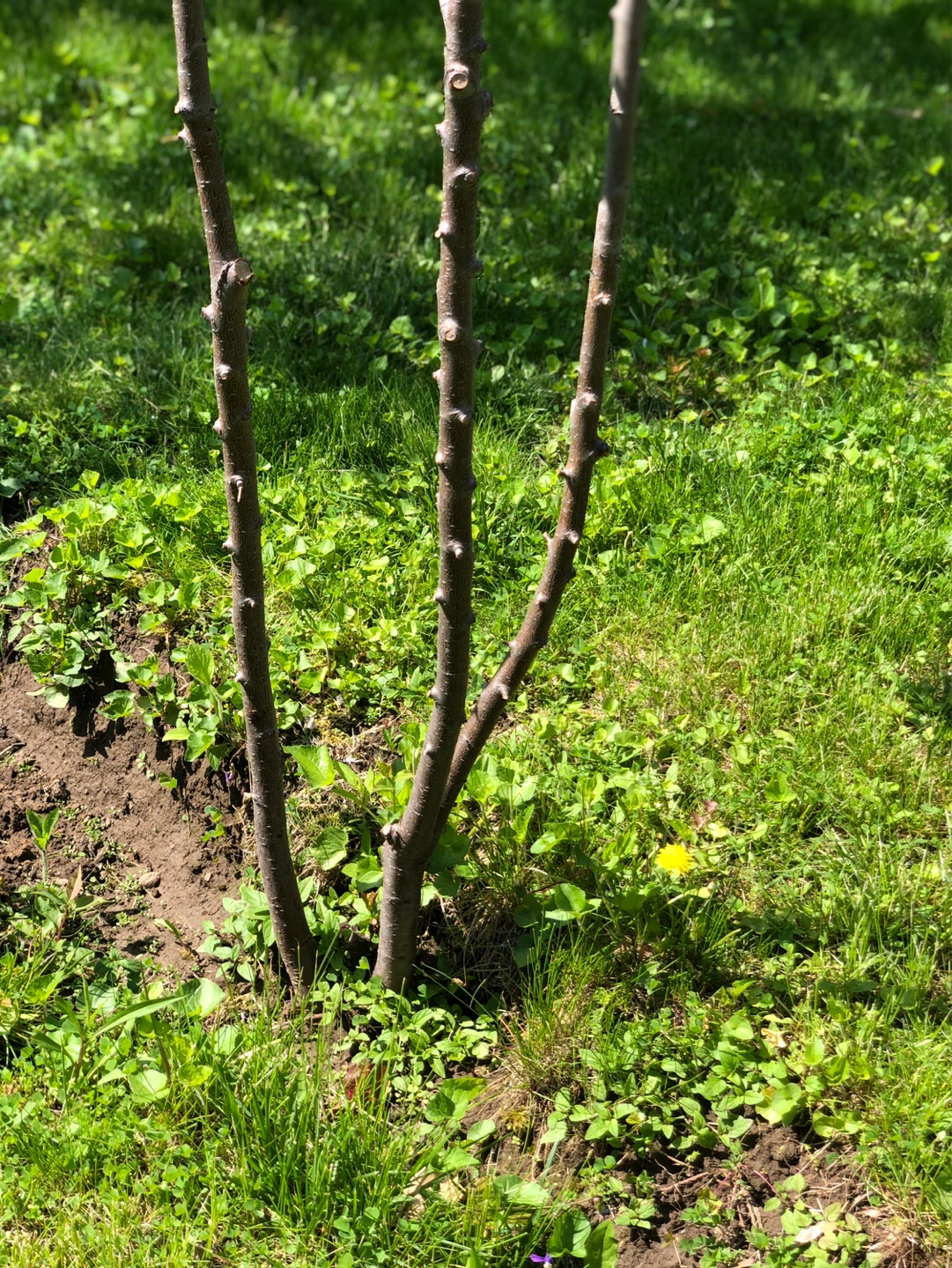 Big Italian plum trees - photo 3