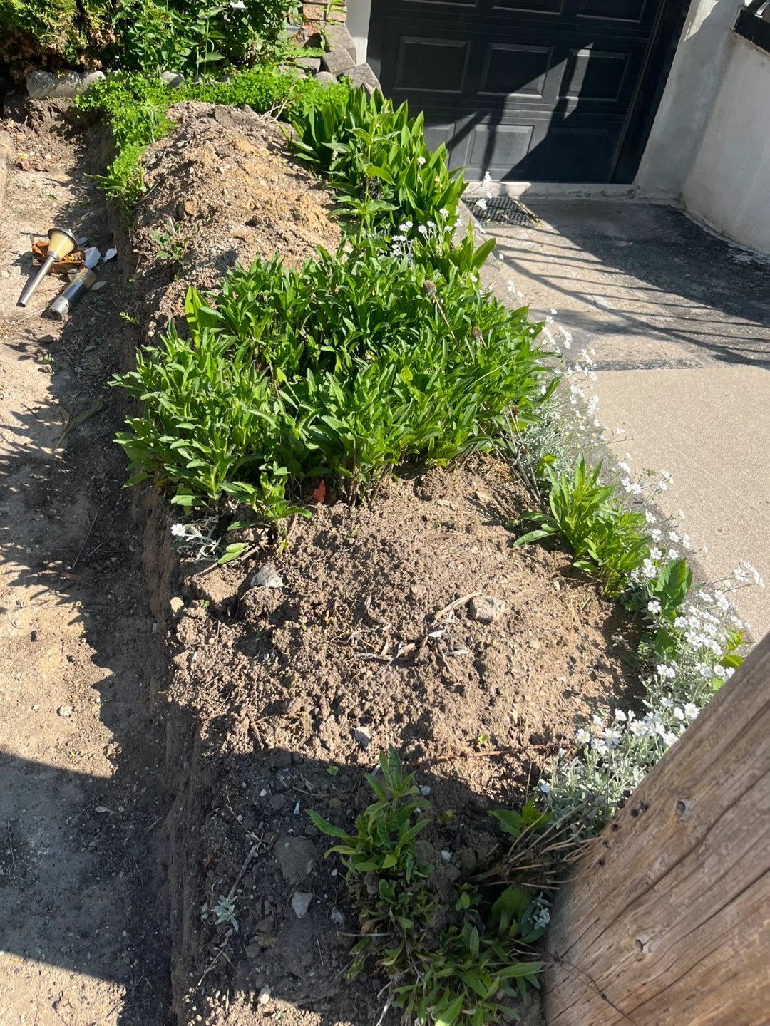 Free dirt and plants - photo 3