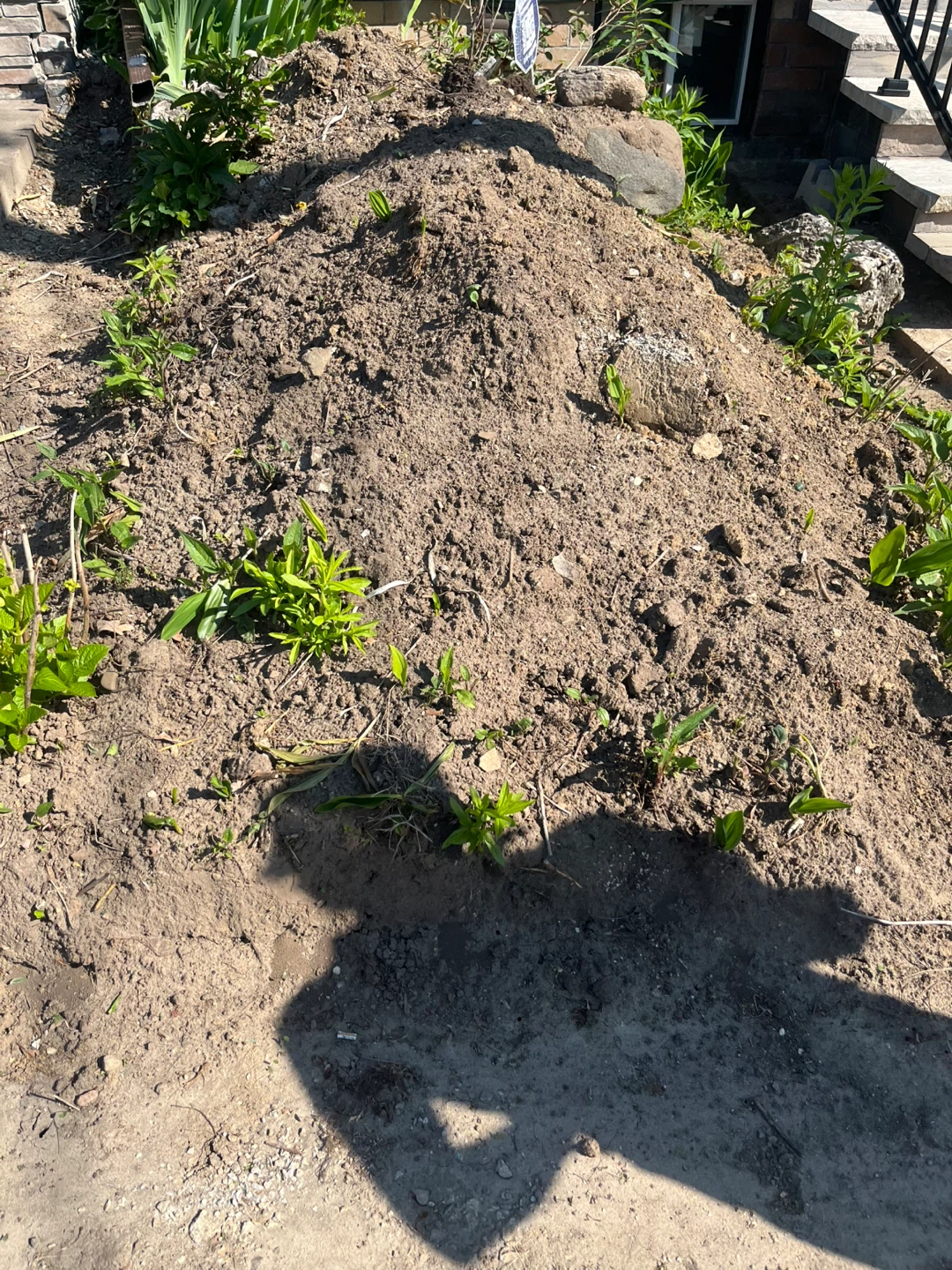 Free dirt and plants