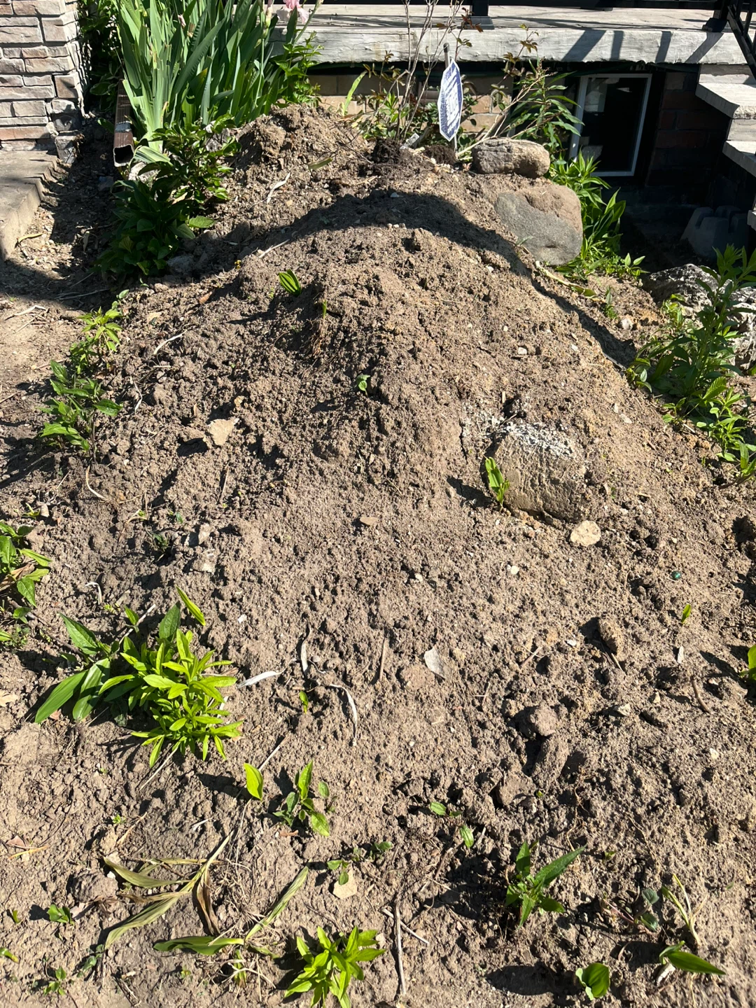 Free dirt and plants - photo 2