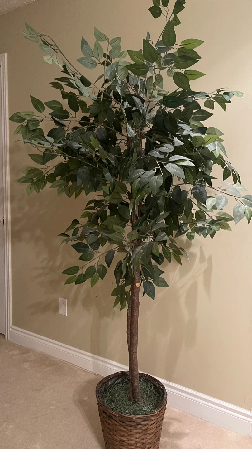 Artificial Ficus Tree in Basket - photo 4