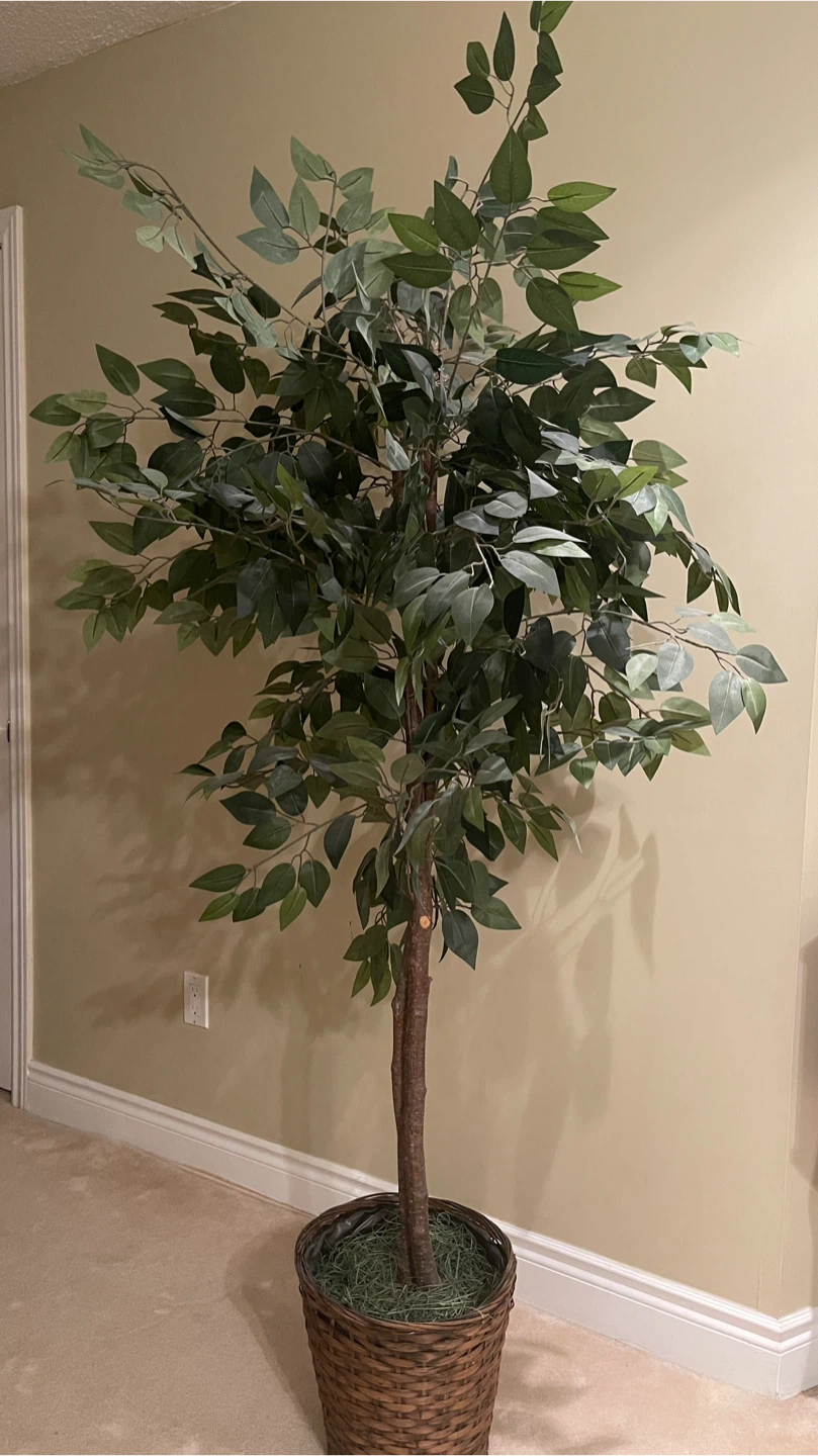 Artificial Ficus Tree in Basket - photo 3