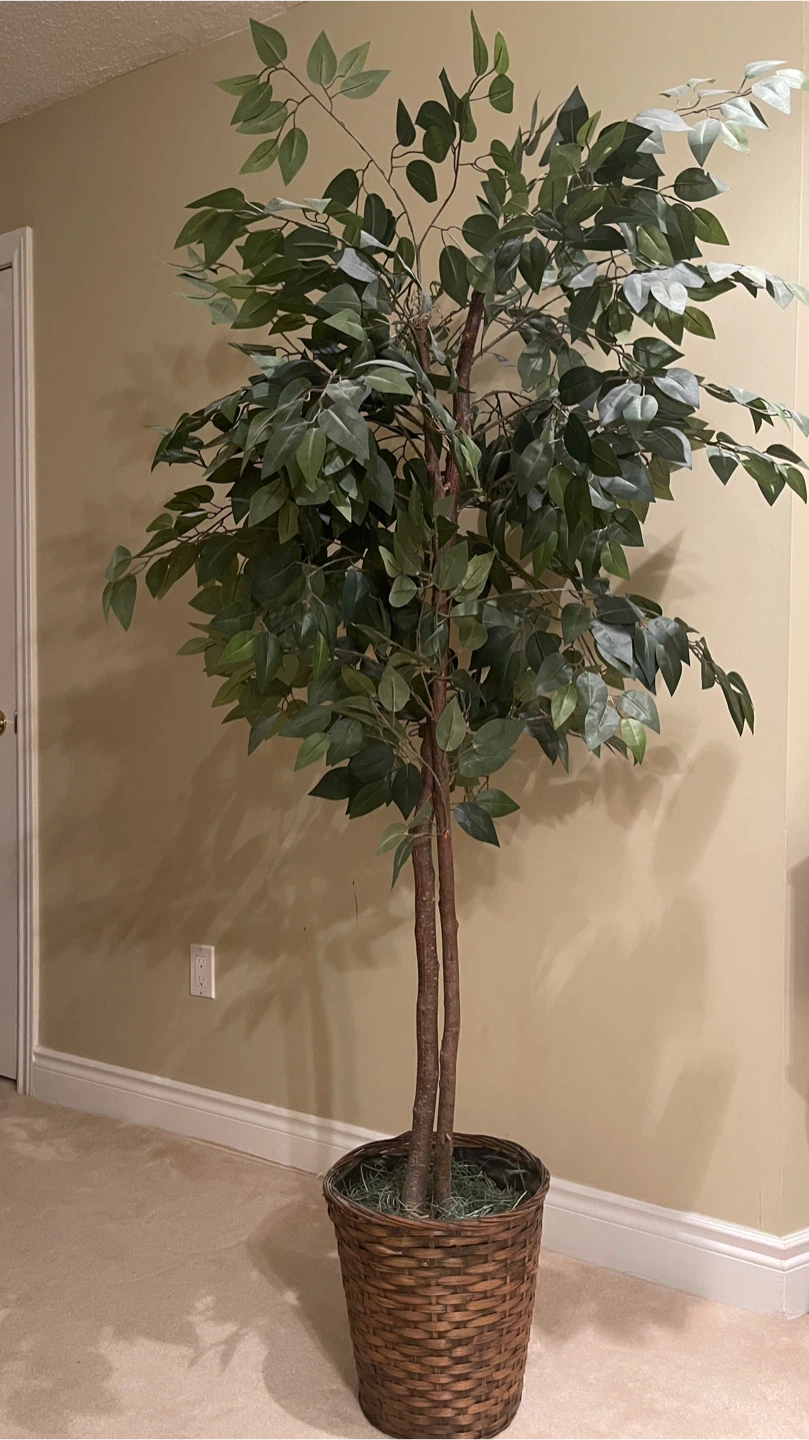 Artificial Ficus Tree in Basket
